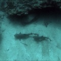 3 Tiburones.jpg