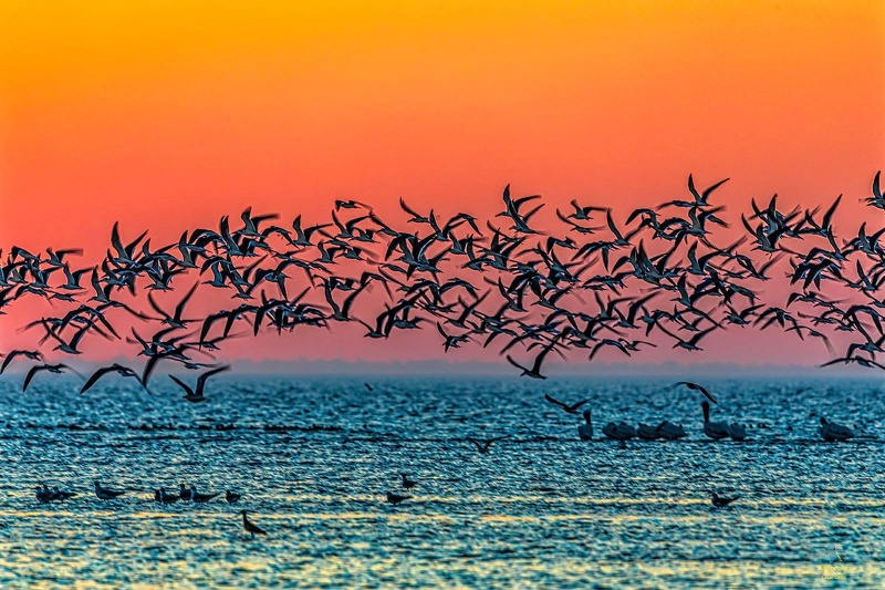 Que pajaros cantan por la noche