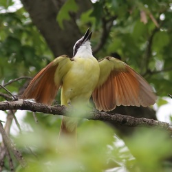 Aves
